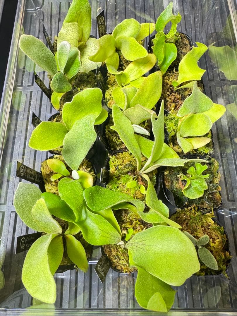 ビカクシダ　15種