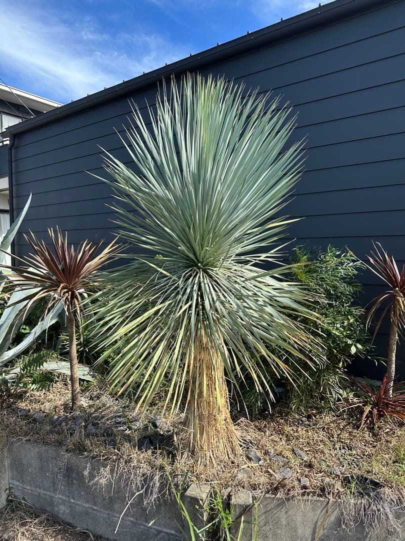 【高さ200 cm】ユッカロストラータ ブルーサンダー ロックガーデン ドライ