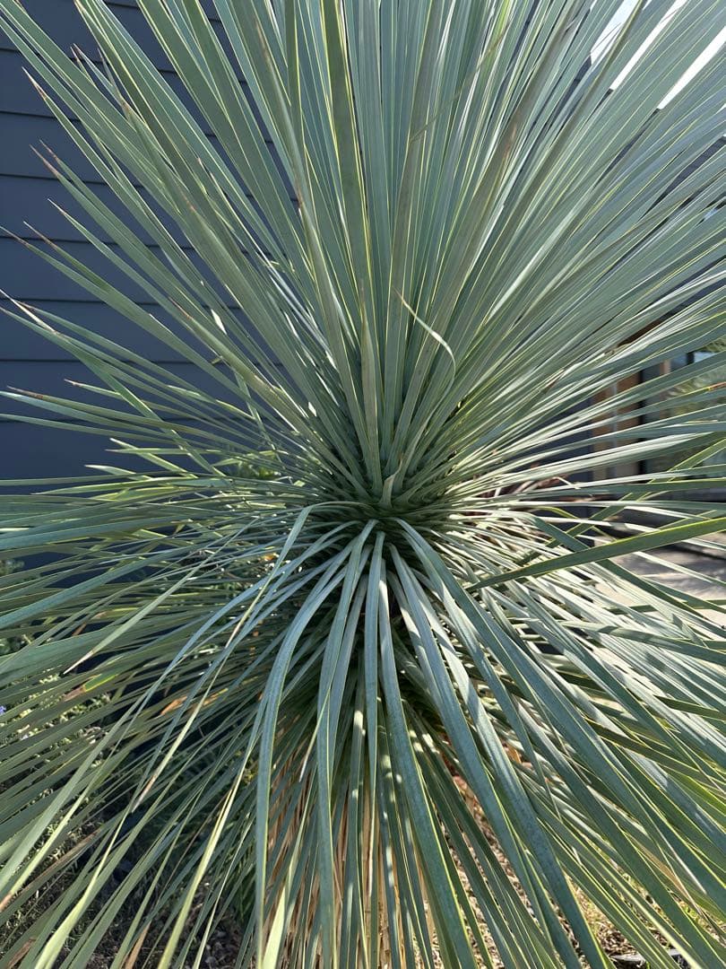 【高さ200 cm】ユッカロストラータ ブルーサンダー ロックガーデン ドライ