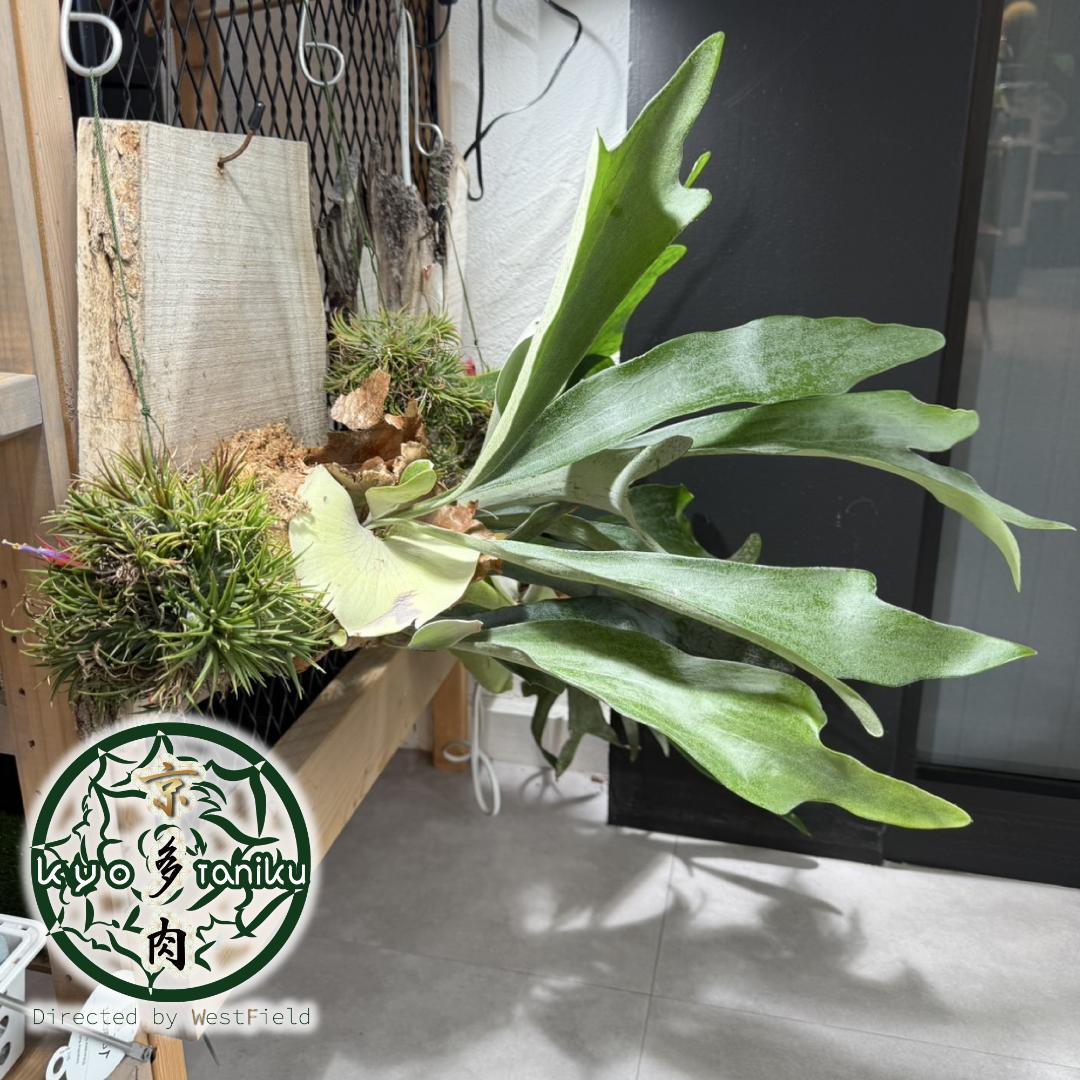 【匿名配送】板付きビカクシダ　3株あり　アルシコルネ　送料込み　アルキコルネ