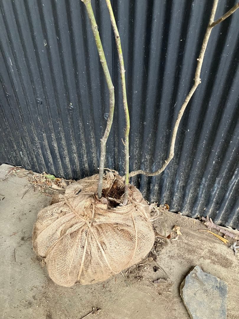 山採り　コハウチワカエデ　アオダモ