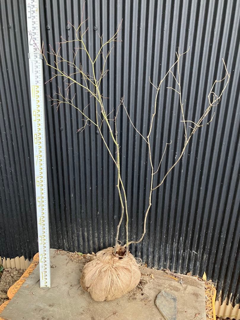 山採り　コハウチワカエデ　アオダモ