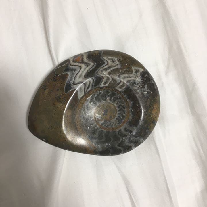 アンモナイト 本物