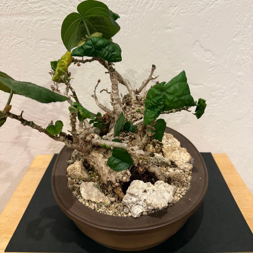 塊根植物 琉球盆栽 オオハマボウ 発根済 盆栽 盆栽風 大人気 鉢込み横21cm