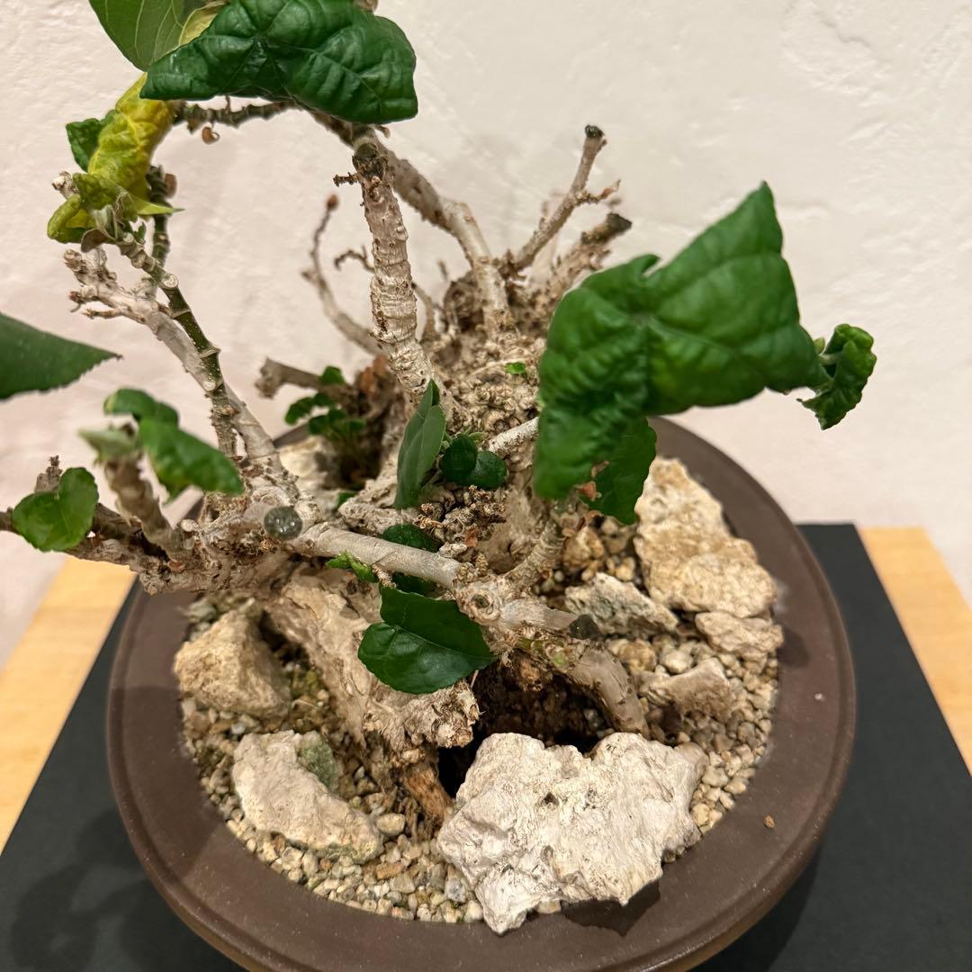 塊根植物 琉球盆栽 オオハマボウ 発根済 盆栽 盆栽風 大人気 鉢込み横21cm