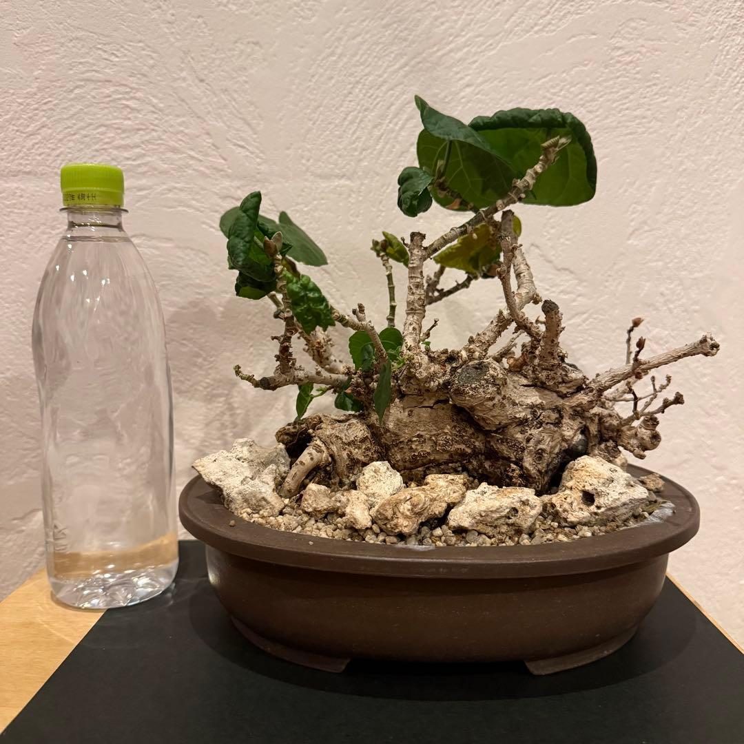 塊根植物 琉球盆栽 オオハマボウ 発根済 盆栽 盆栽風 大人気 鉢込み横21cm