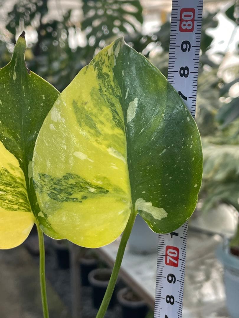 1モンステラ　ミラクル　タイコンステレーション