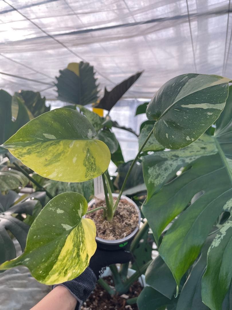 1モンステラ　ミラクル　タイコンステレーション