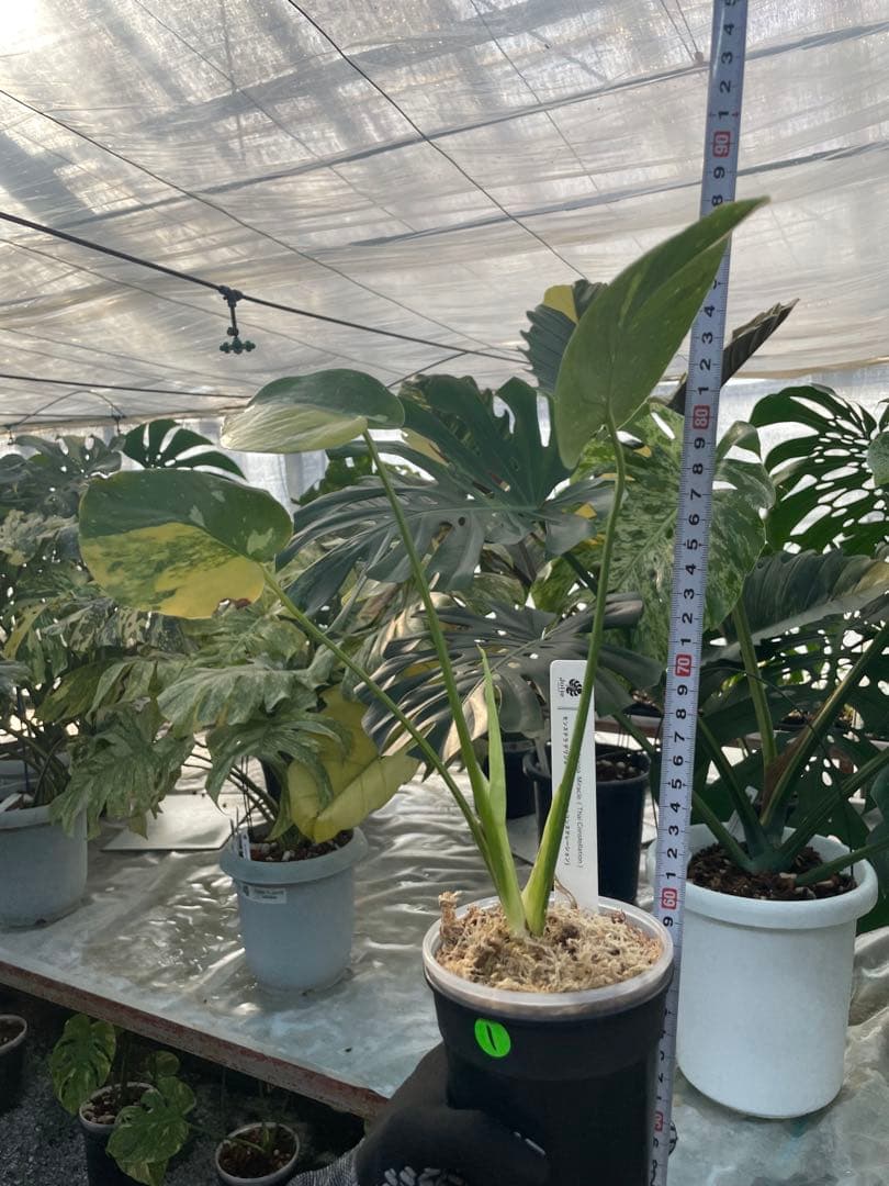 1モンステラ　ミラクル　タイコンステレーション