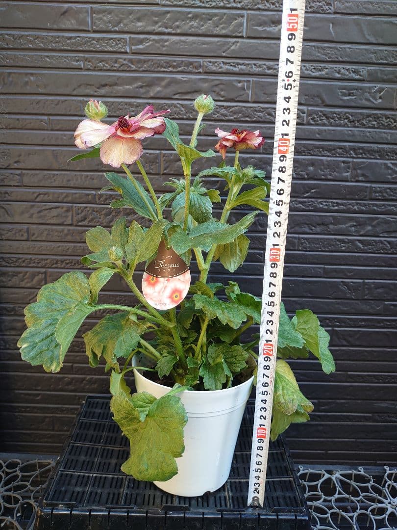 ラナンキュラスラックス　テセウス　希少　開花鉢