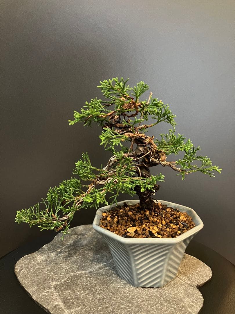 糸魚川真柏　真柏　盆栽