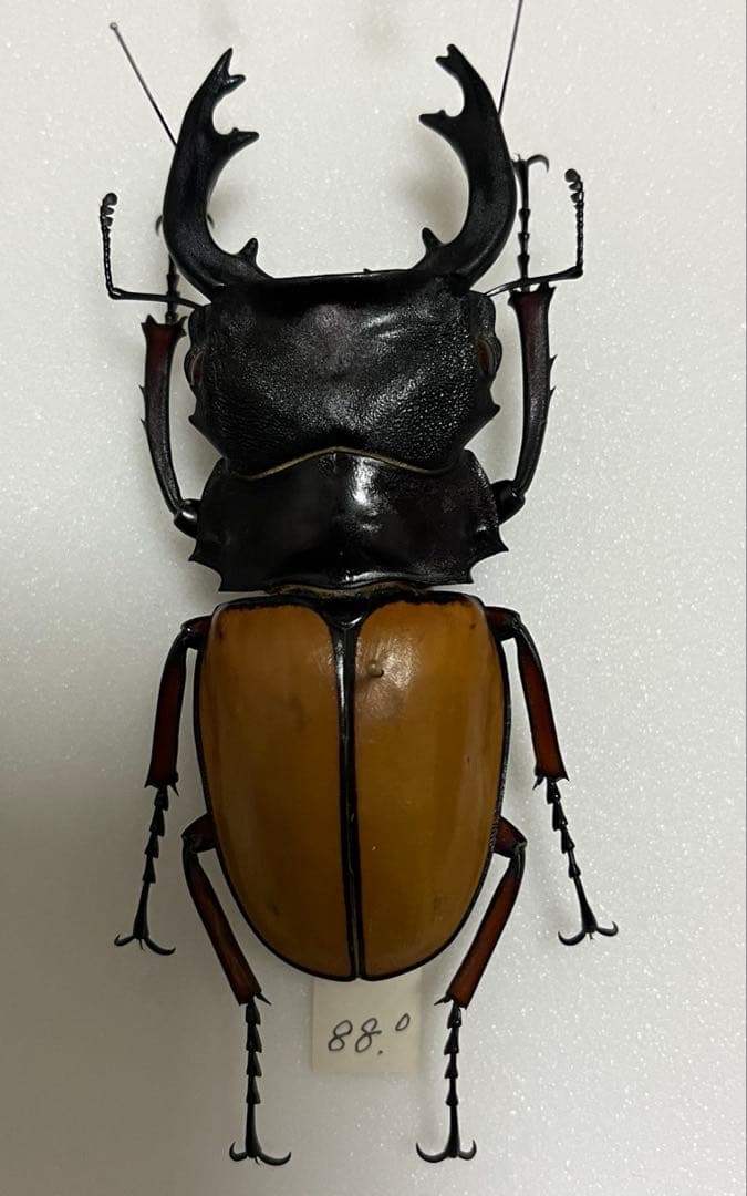 フェモラリスツヤクワガタ　標本　おまけ付き