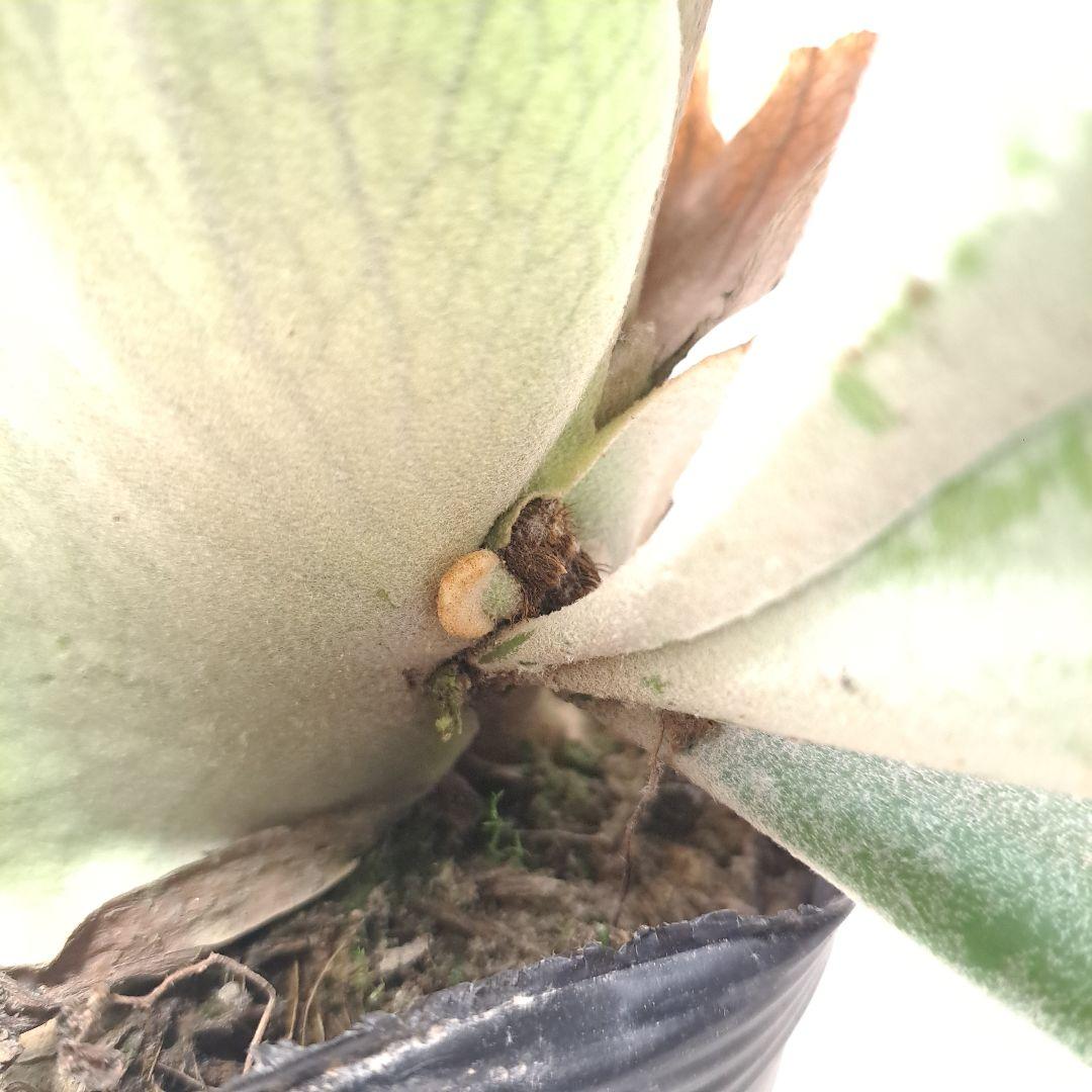 P.veitchii 大株 ビカクシダ 現品 観葉植物