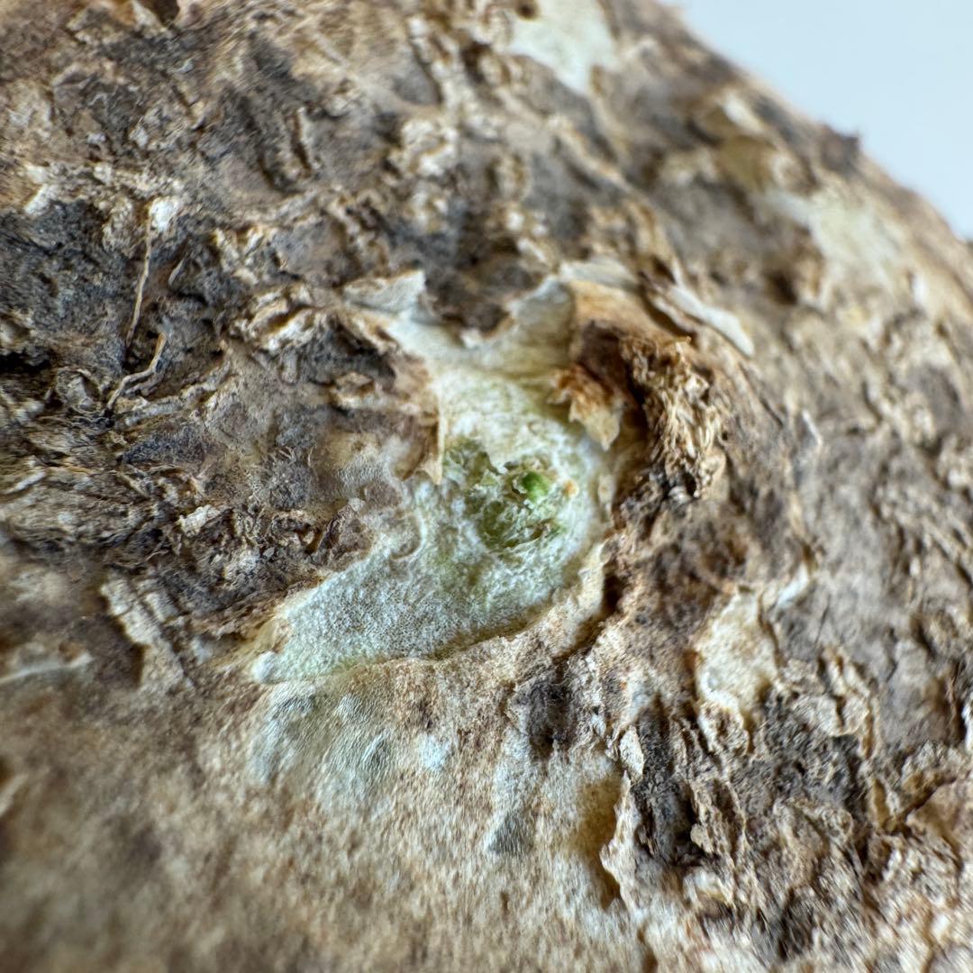 アデニア・オバタ 輸入直後ベアルート株　Adenia Ovata