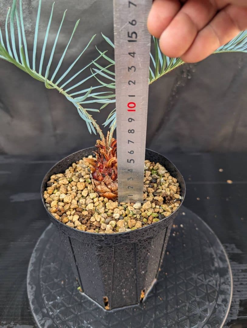 決算創業祭 お買い得 サイカス カイルンシアナ ブルー