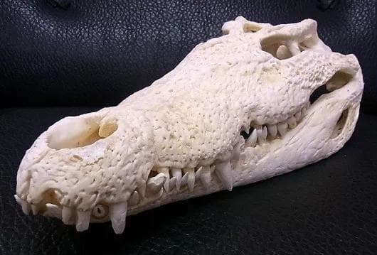 貴重！迫力サイス！45ｃｍ ナイルワニ （Nile crocodile） 頭骨