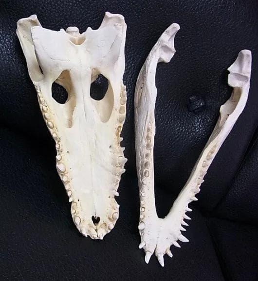 貴重！迫力サイス！45ｃｍ ナイルワニ （Nile crocodile） 頭骨