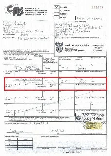 貴重！迫力サイス！45ｃｍ ナイルワニ （Nile crocodile） 頭骨