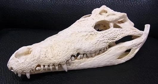 貴重！迫力サイス！45ｃｍ ナイルワニ （Nile crocodile） 頭骨