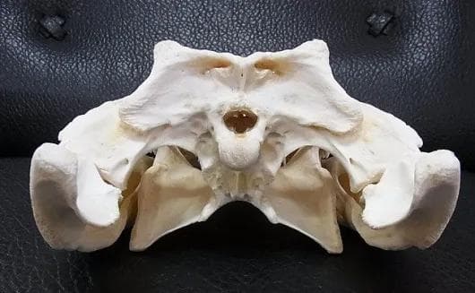 貴重！迫力サイス！45ｃｍ ナイルワニ （Nile crocodile） 頭骨