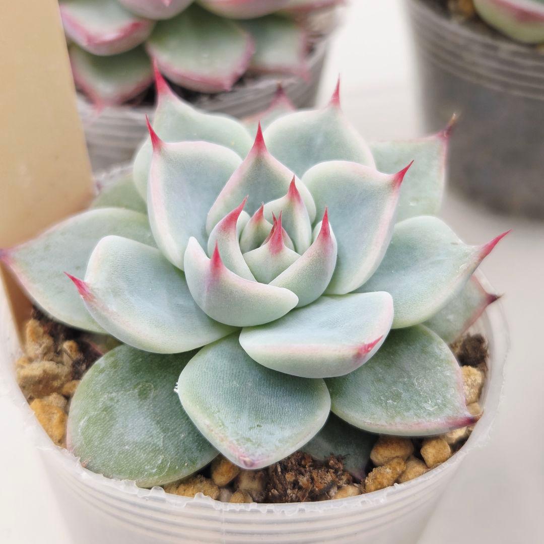 ㊹大きめ ももホイップ❣️ミニマカロン交❣️ルーフ交配❣️発根済6苗メルカリ便込