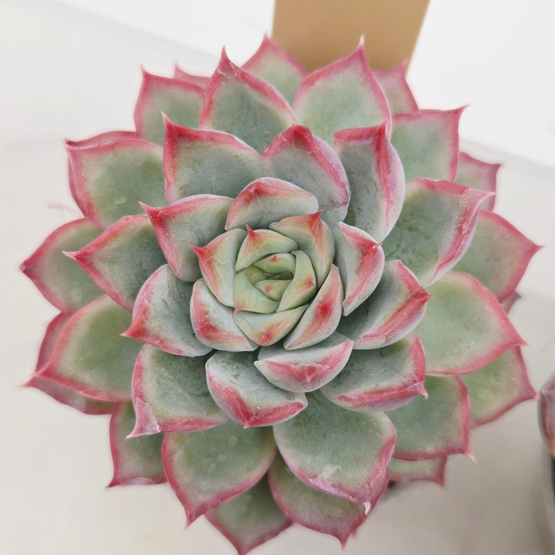 ㊹大きめ ももホイップ❣️ミニマカロン交❣️ルーフ交配❣️発根済6苗メルカリ便込