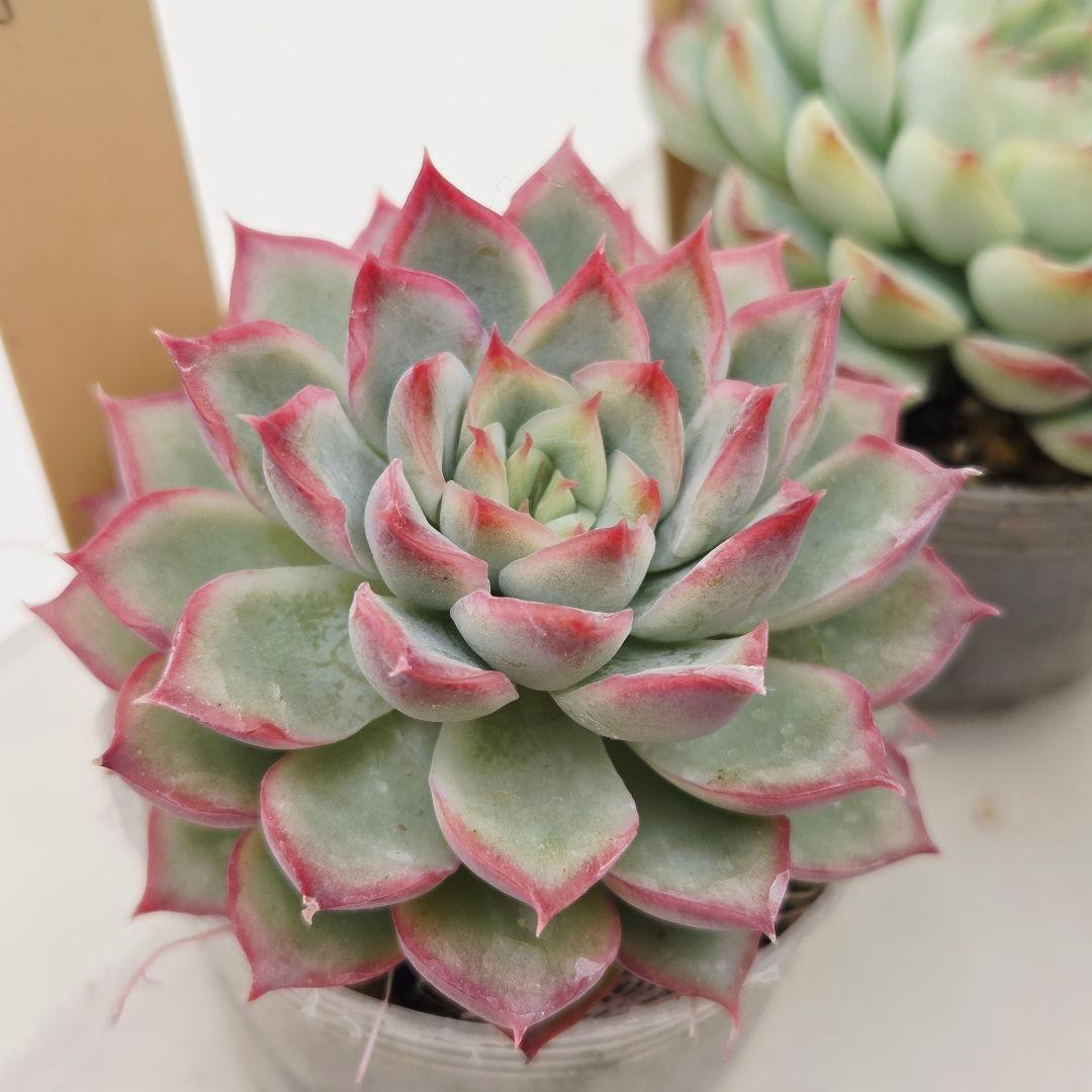 ㊹大きめ ももホイップ❣️ミニマカロン交❣️ルーフ交配❣️発根済6苗メルカリ便込