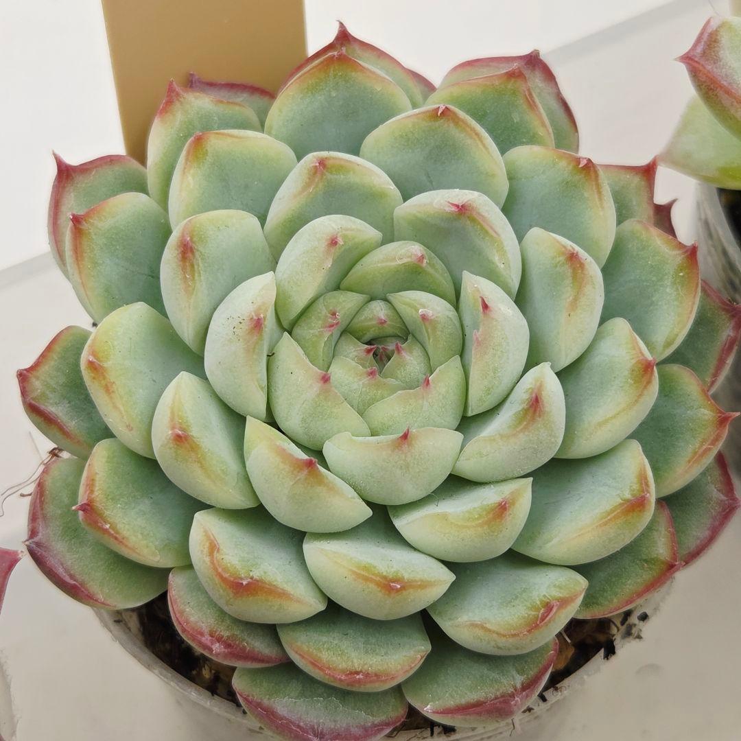 ㊹大きめ ももホイップ❣️ミニマカロン交❣️ルーフ交配❣️発根済6苗メルカリ便込