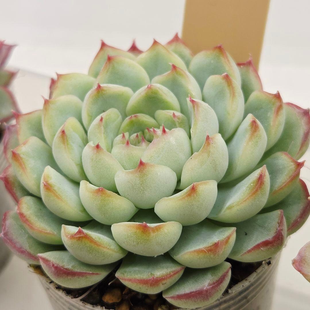 ㊹大きめ ももホイップ❣️ミニマカロン交❣️ルーフ交配❣️発根済6苗メルカリ便込