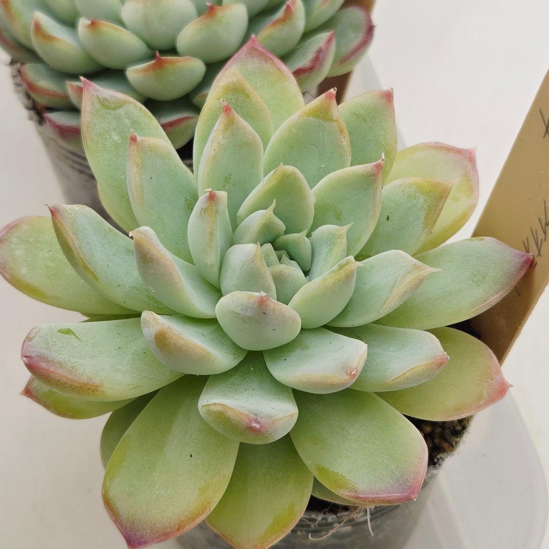 ㊹大きめ ももホイップ❣️ミニマカロン交❣️ルーフ交配❣️発根済6苗メルカリ便込