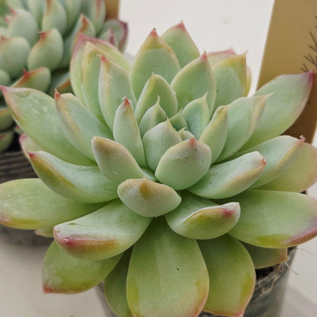 ㊹大きめ ももホイップ❣️ミニマカロン交❣️ルーフ交配❣️発根済6苗メルカリ便込