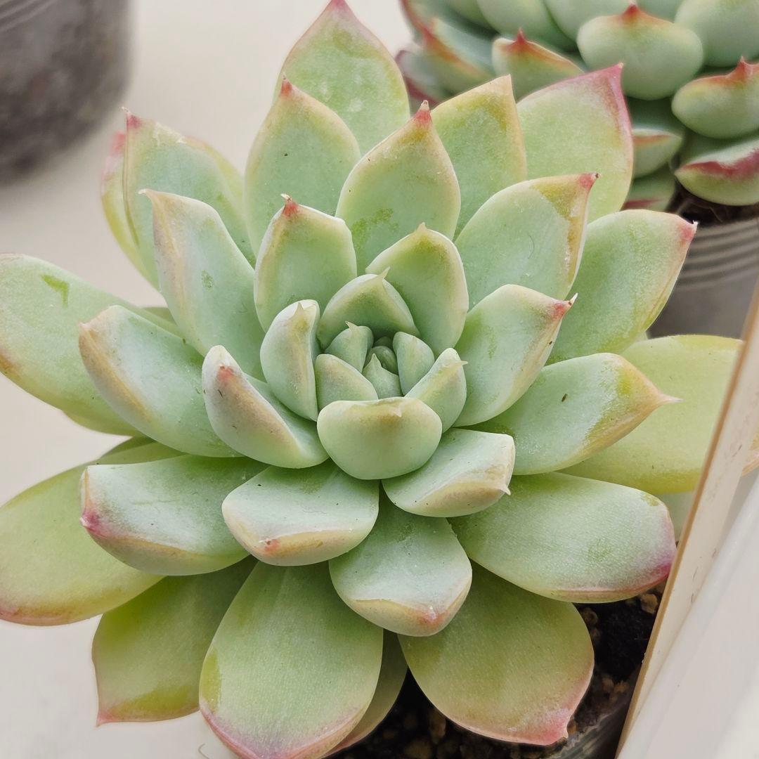 ㊹大きめ ももホイップ❣️ミニマカロン交❣️ルーフ交配❣️発根済6苗メルカリ便込