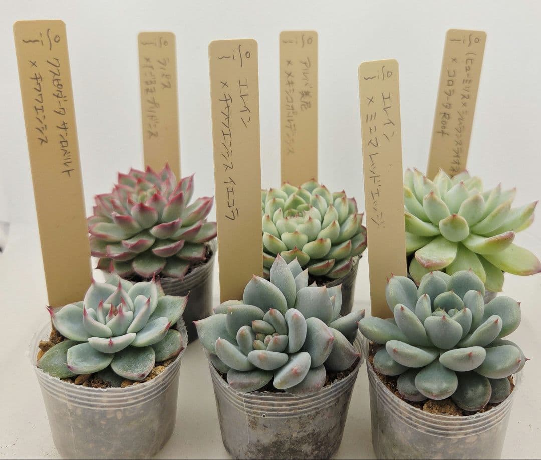 ㊹大きめ ももホイップ❣️ミニマカロン交❣️ルーフ交配❣️発根済6苗メルカリ便込