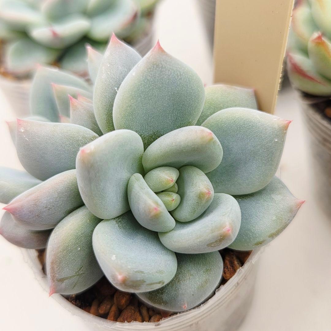 ㊹大きめ ももホイップ❣️ミニマカロン交❣️ルーフ交配❣️発根済6苗メルカリ便込