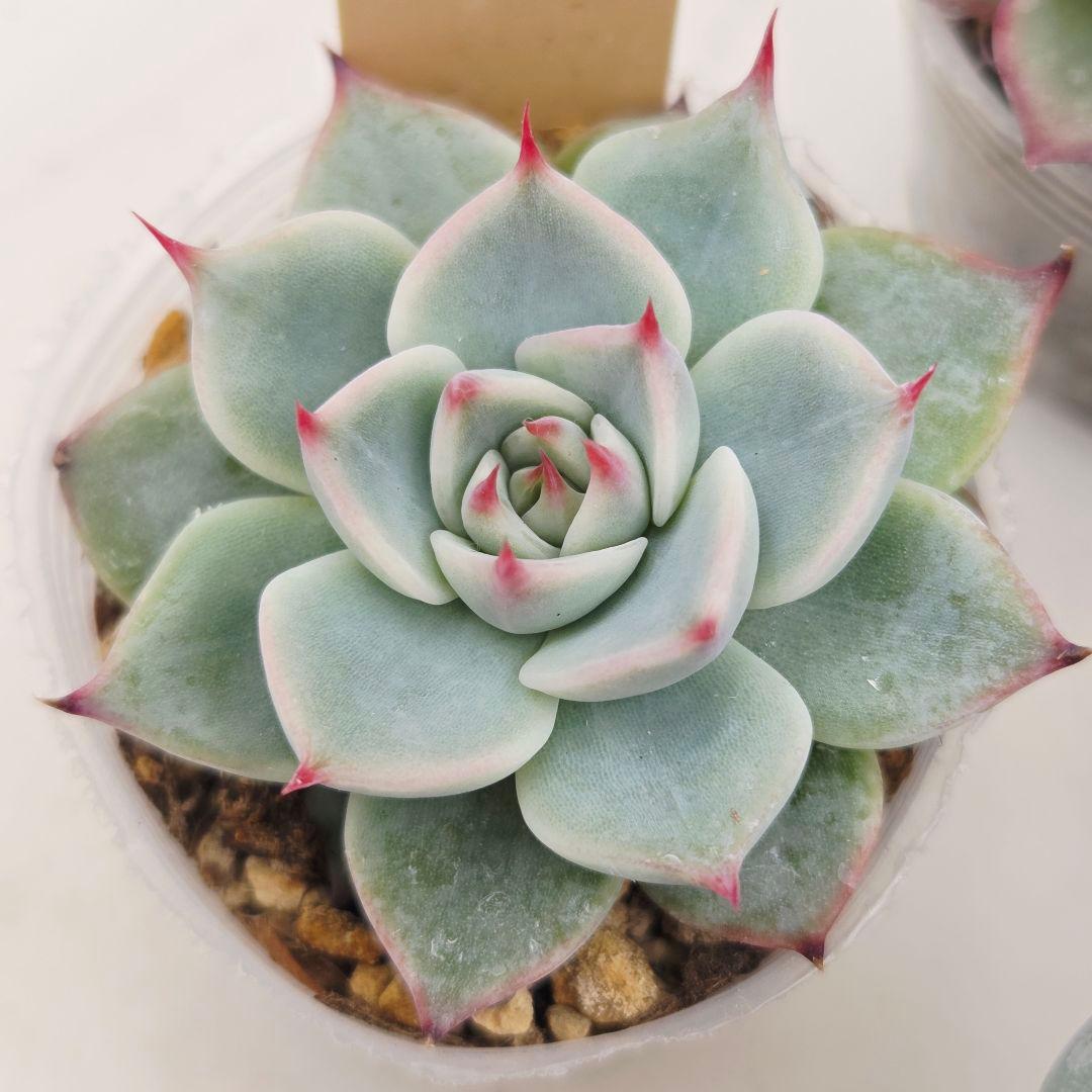 ㊹大きめ ももホイップ❣️ミニマカロン交❣️ルーフ交配❣️発根済6苗メルカリ便込