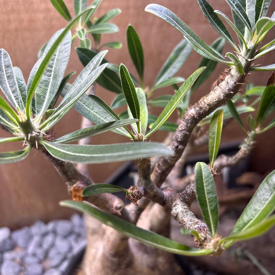 塊根植物　パキポディウ　グラキリス　良株