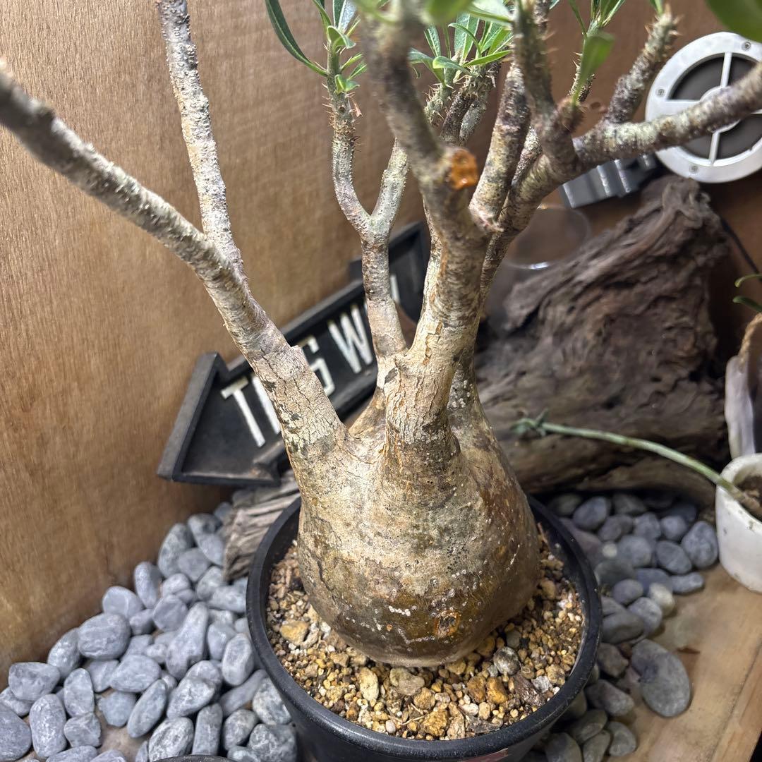 塊根植物　パキポディウ　グラキリス　良株