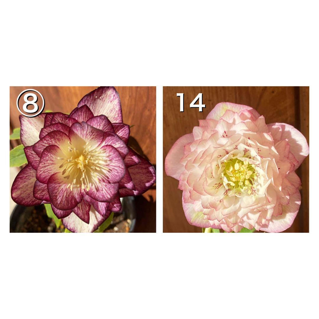 クリームオーレアエッジレッド×超多弁ピンク★クリスマスローズ交配苗開花年数経過株