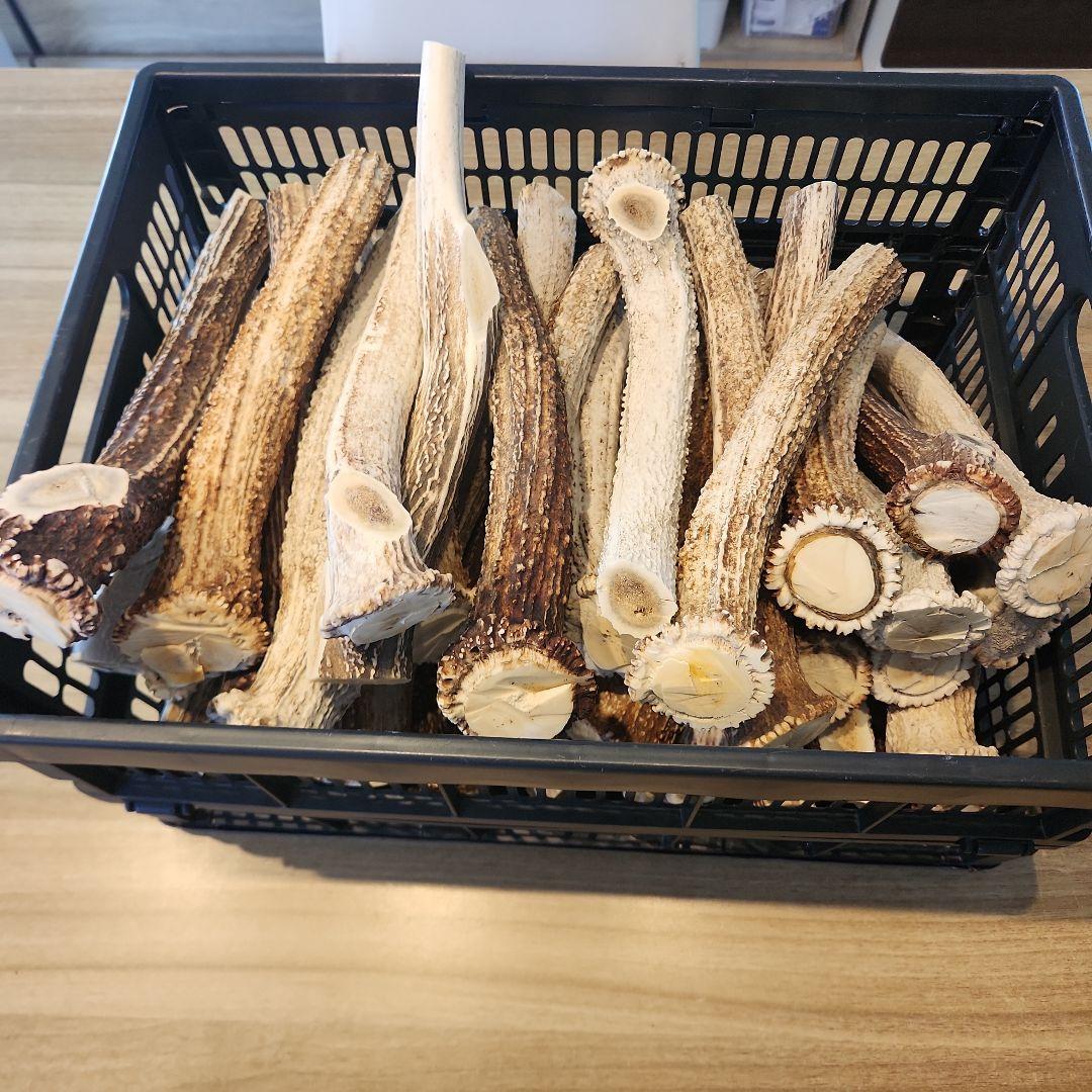 鹿の角　ランダム５kgセット