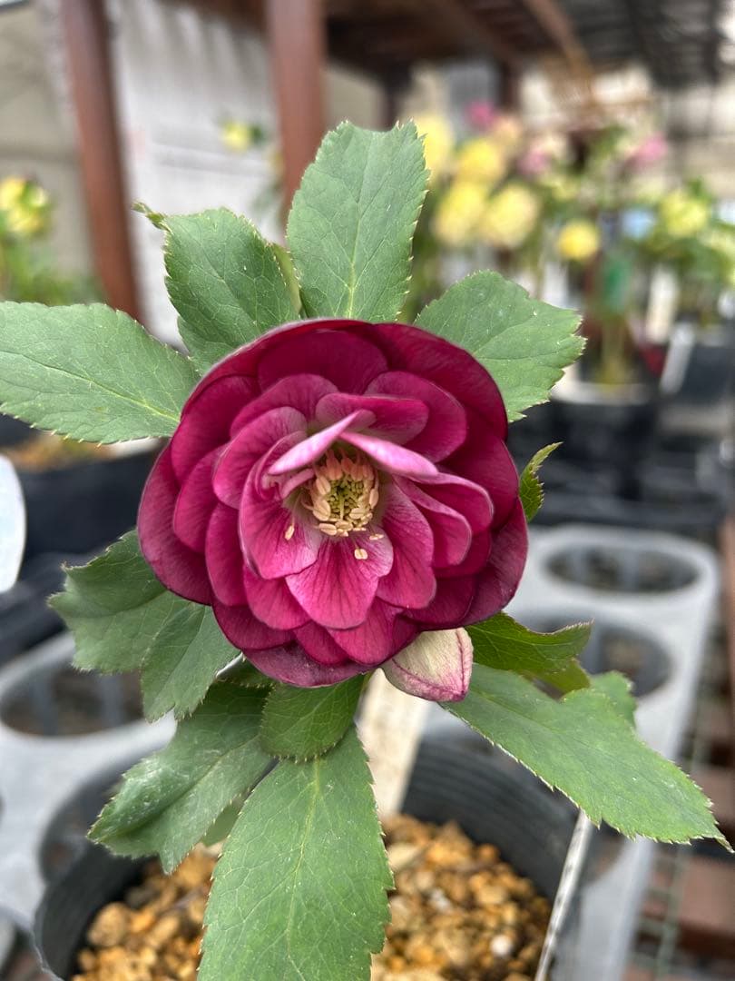 加藤農園 レッドエンジェル交配 クリスマスローズ 同梱可能