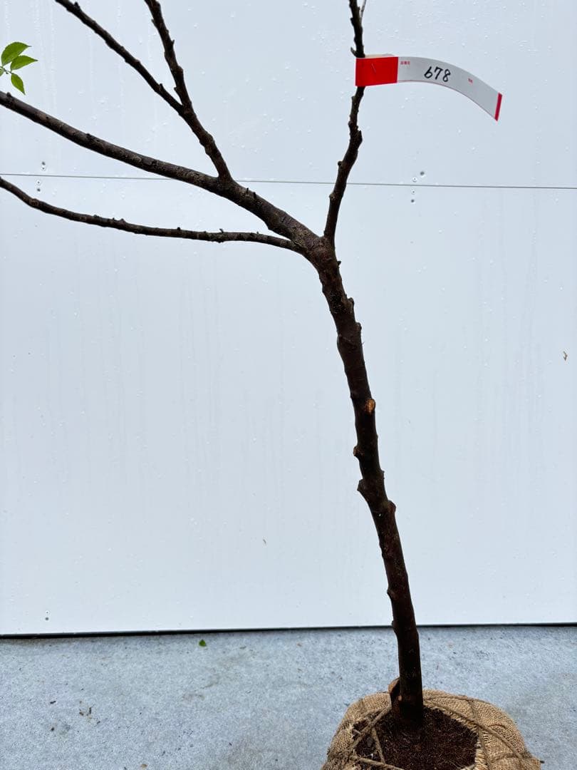 自然な樹形が美しい 山採りの ヒサカキ 678 樹高1.1m位 ヒメサカキ 姫榊