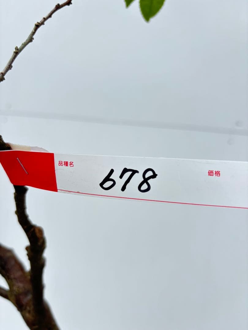 自然な樹形が美しい 山採りの ヒサカキ 678 樹高1.1m位 ヒメサカキ 姫榊