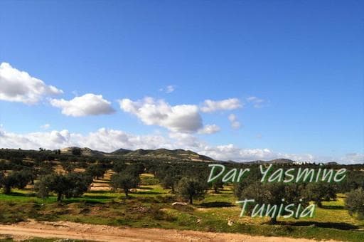 オリーブの木　カッティングボード　持ち手あり　ちょっぴり変形ラケット　約34cm