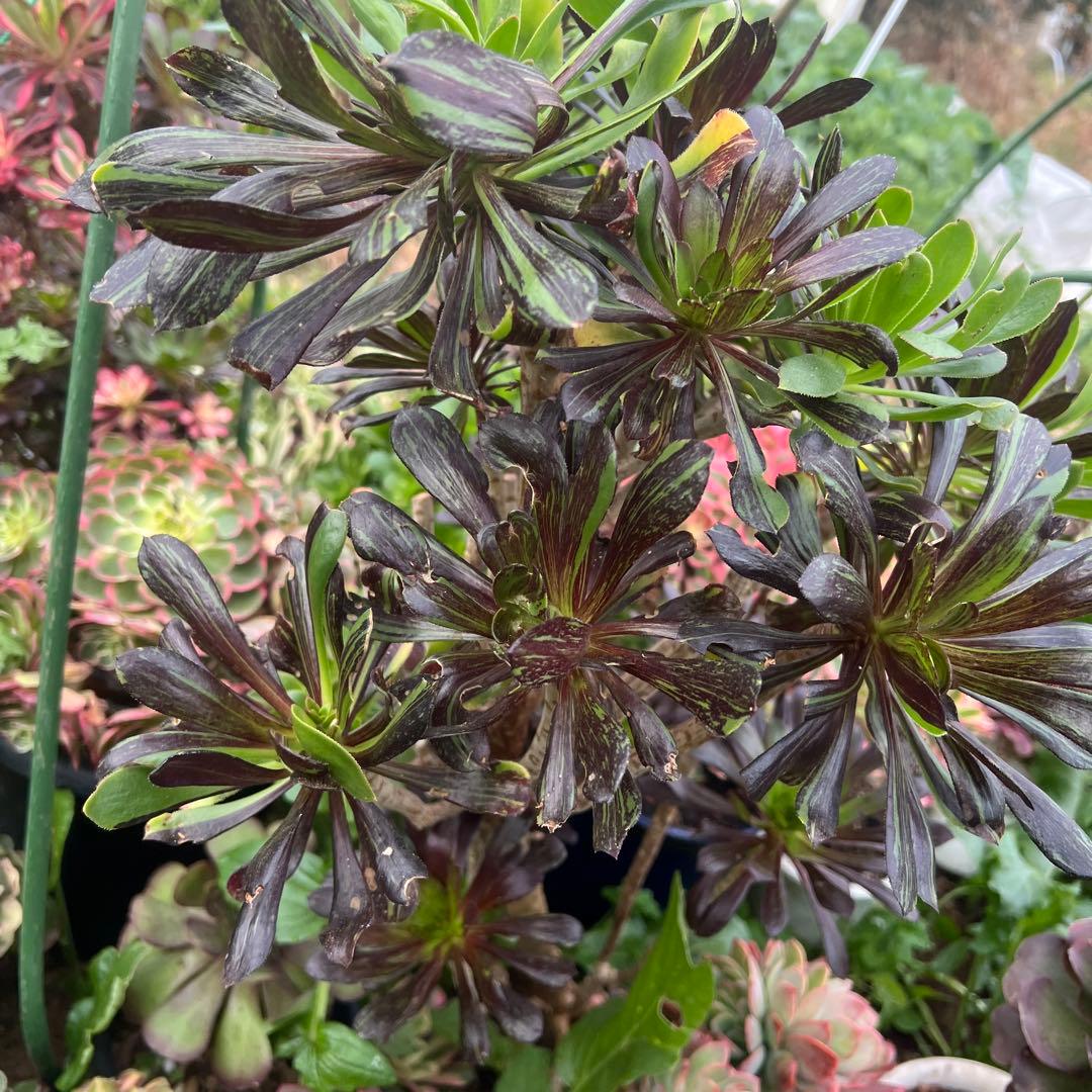 多肉植物。アエオニウムビッグバン抜き苗