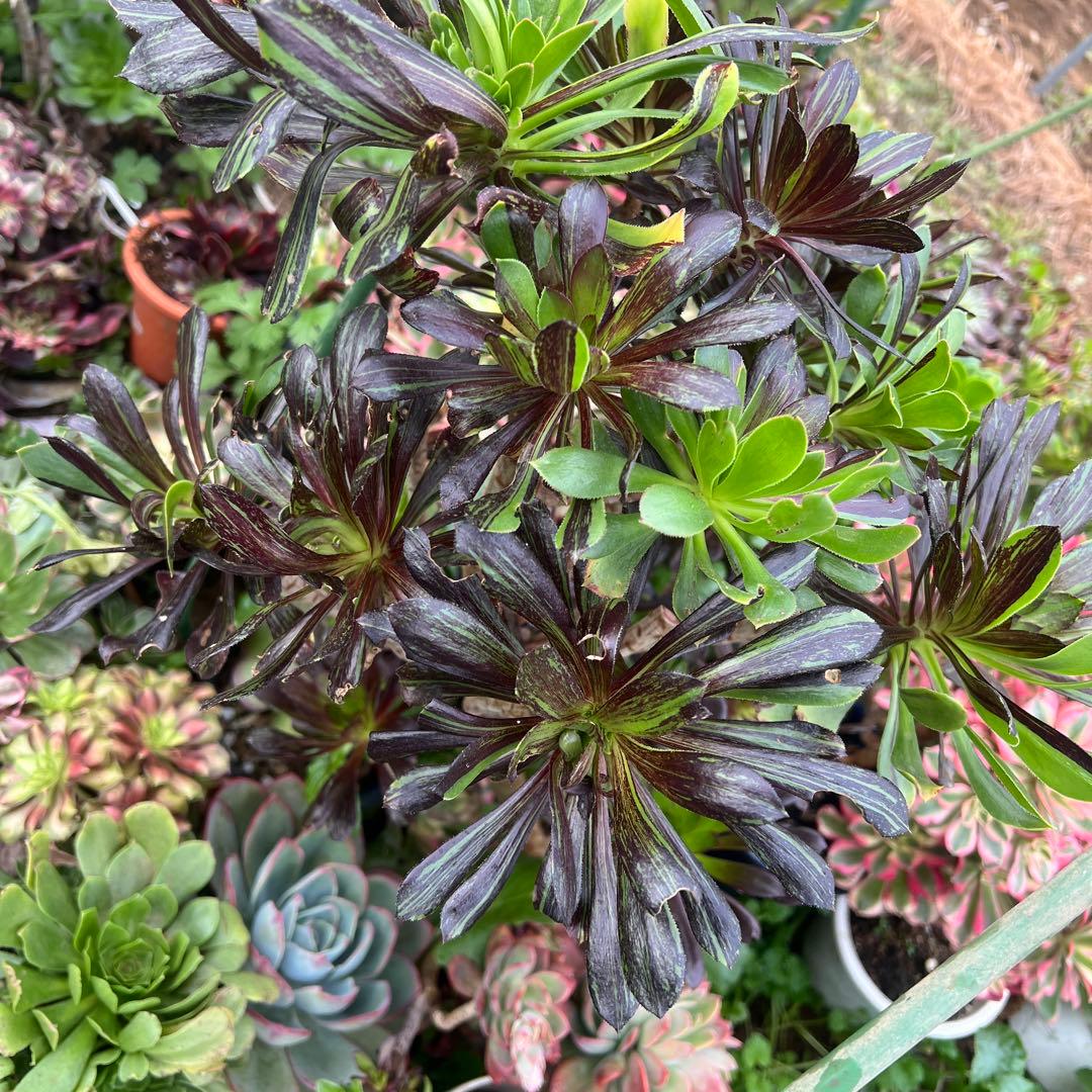 多肉植物。アエオニウムビッグバン抜き苗