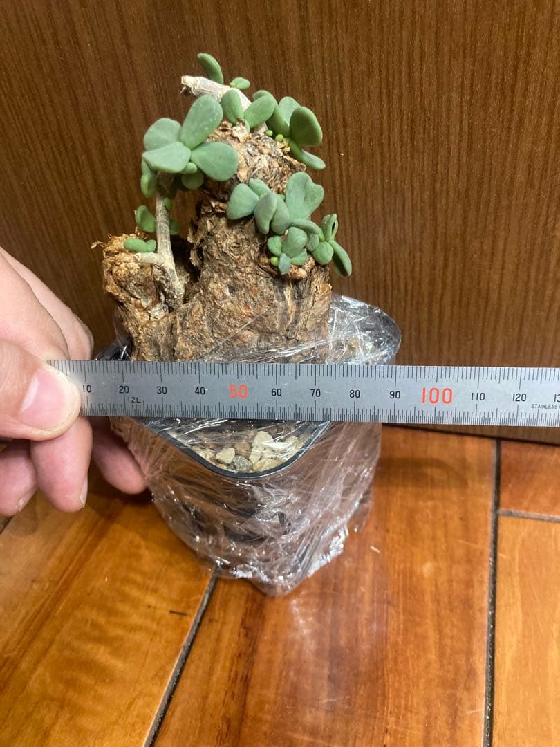 ケラリア ピグマエア　発根済　現地球