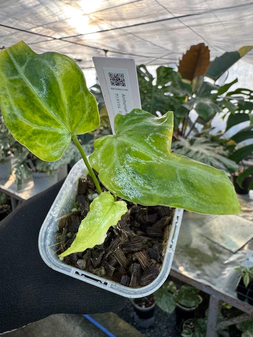 アンスリウム　ミシェル　x クリスタル　シルバー　斑入り