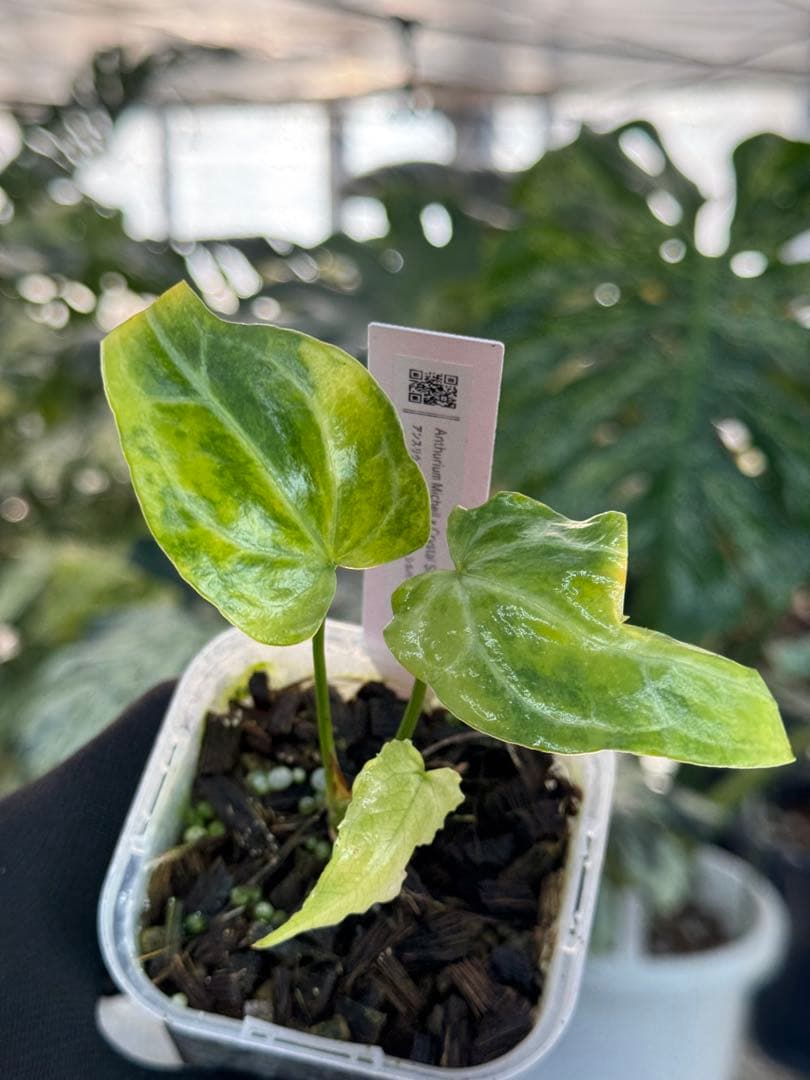 アンスリウム　ミシェル　x クリスタル　シルバー　斑入り