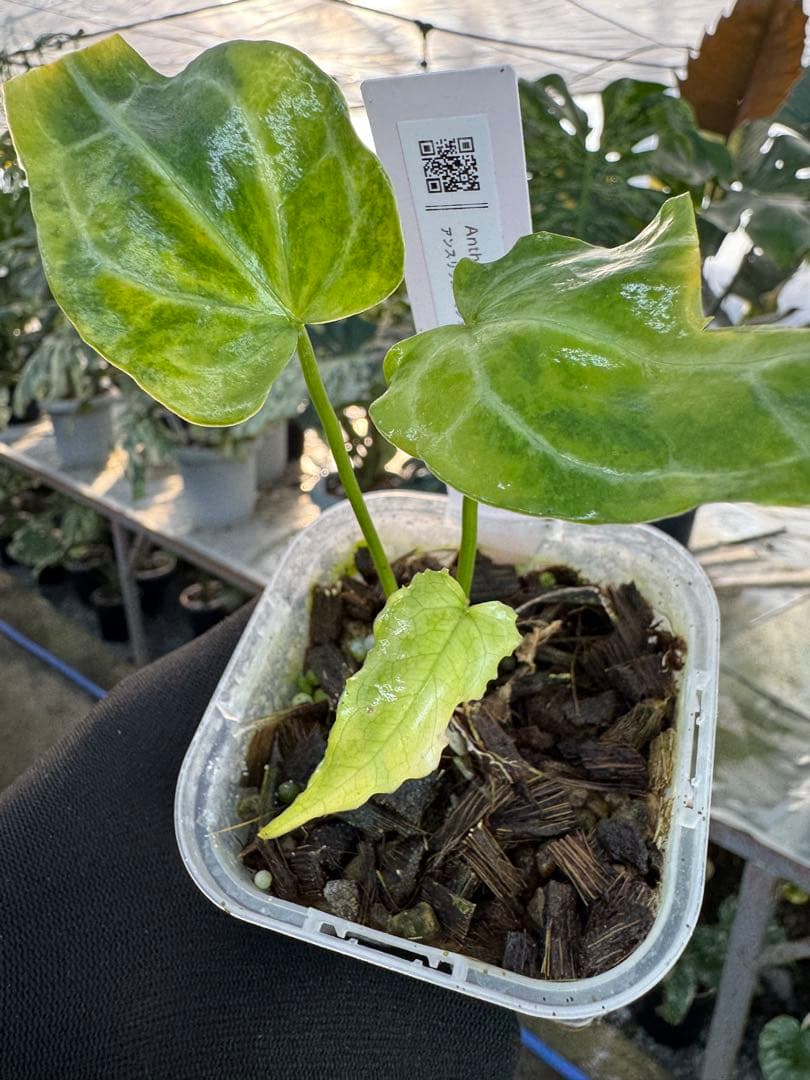 アンスリウム　ミシェル　x クリスタル　シルバー　斑入り