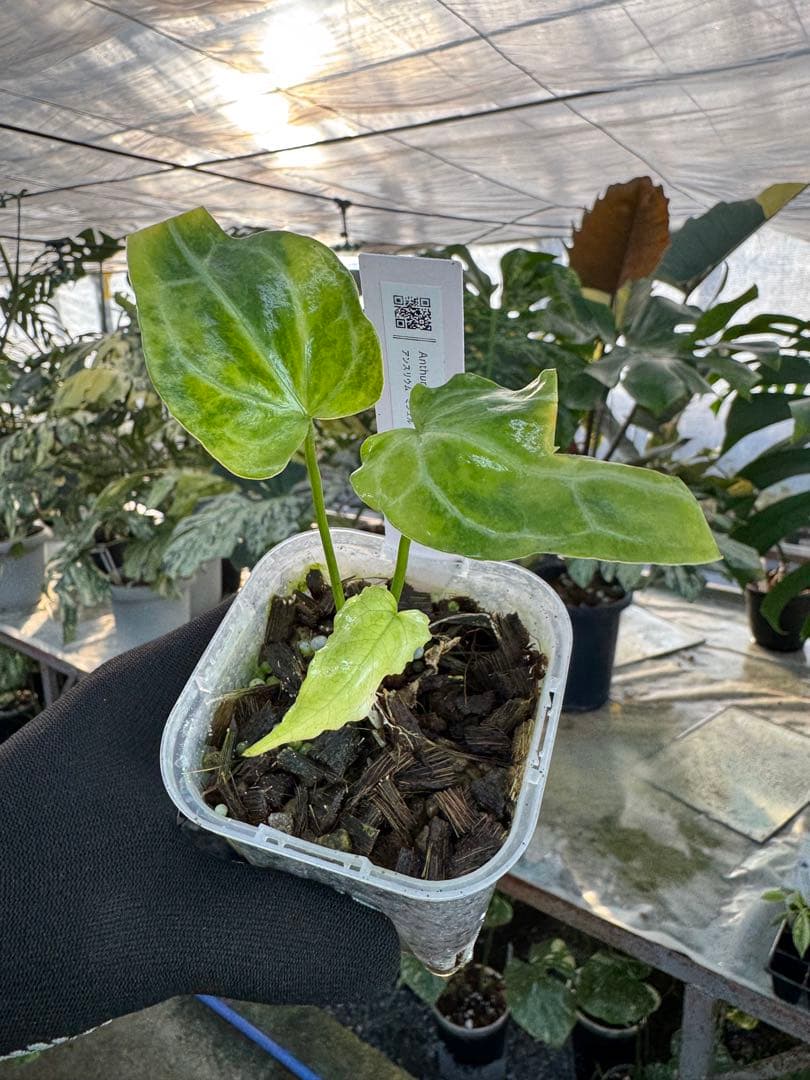 アンスリウム　ミシェル　x クリスタル　シルバー　斑入り